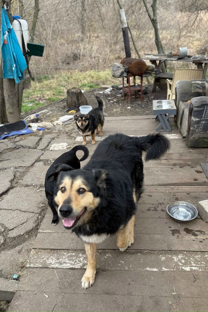 Найдена собака в Белгороде — фото объявления