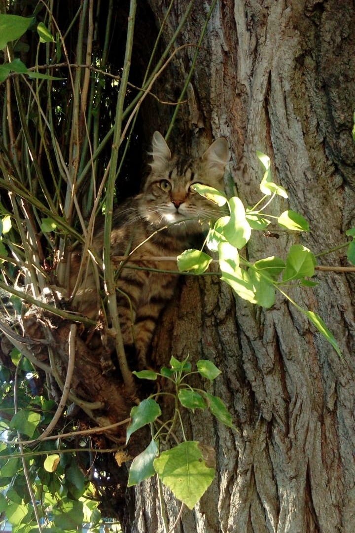 Пропала собака в Белгороде — фото объявления