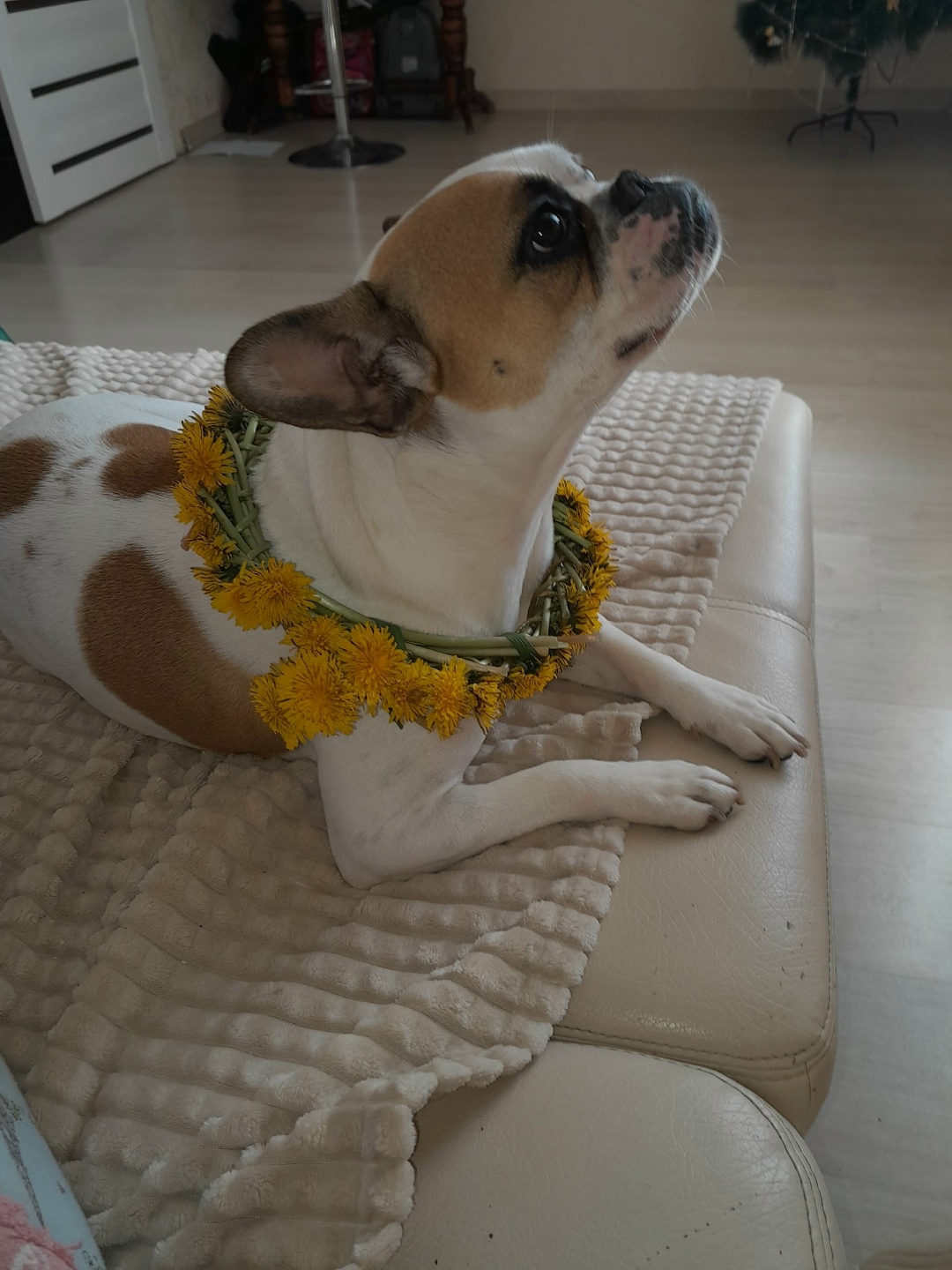 Пропала собака в Белгороде — фото объявления