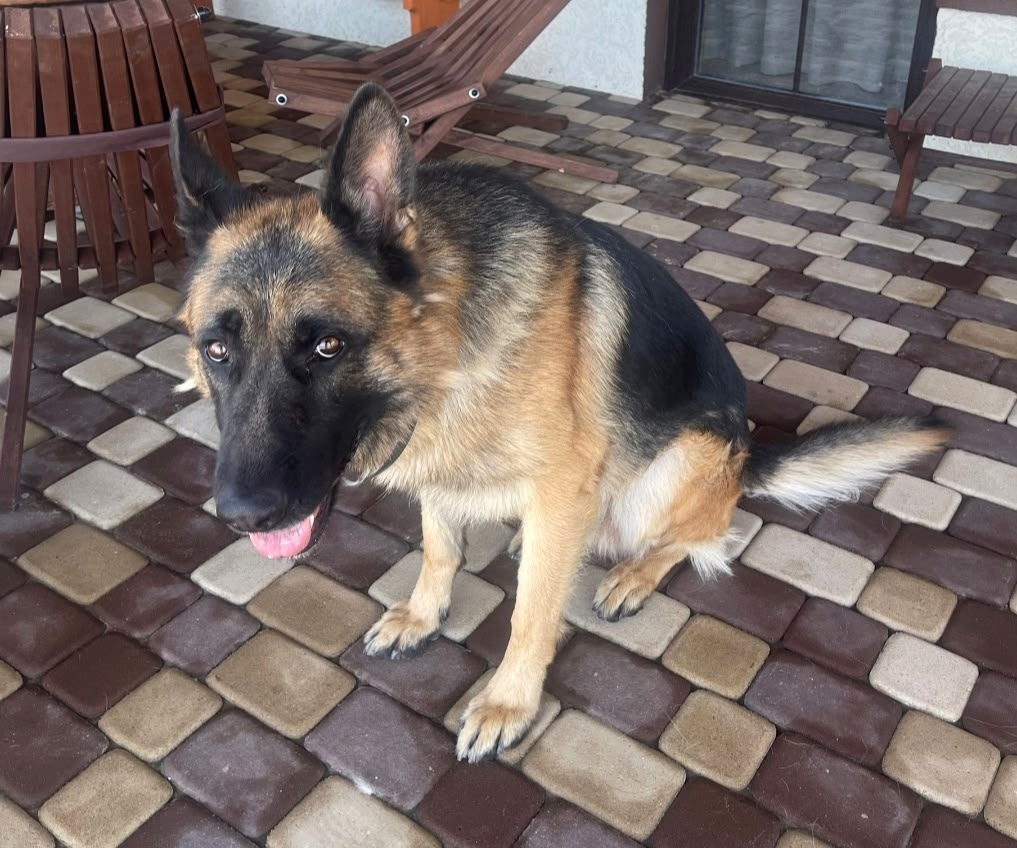 Пропала собака в Белгороде — фото объявления