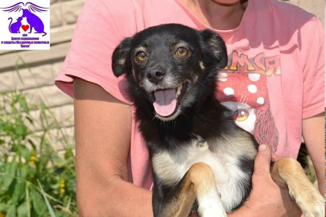 Пропала собака в Белгороде — фото объявления