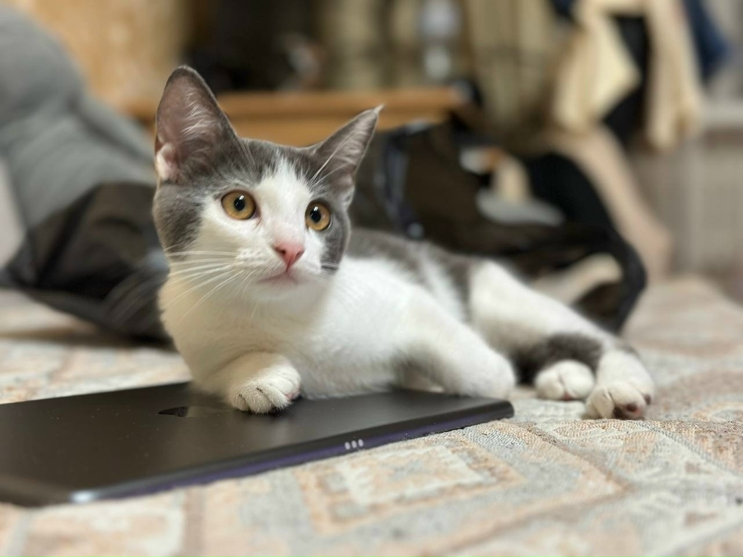 Найдена собака в Белгороде — фото объявления