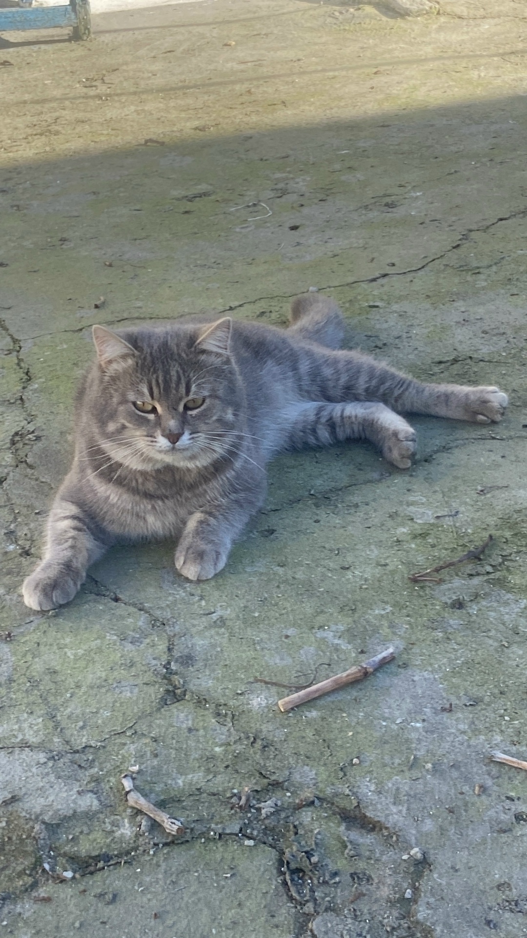 Пропала кошка в Белгороде — фото объявления