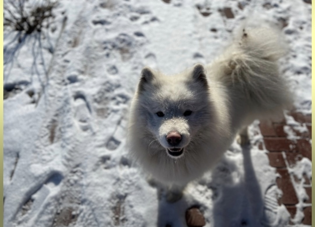 Пропала собака в Белгороде — фото объявления