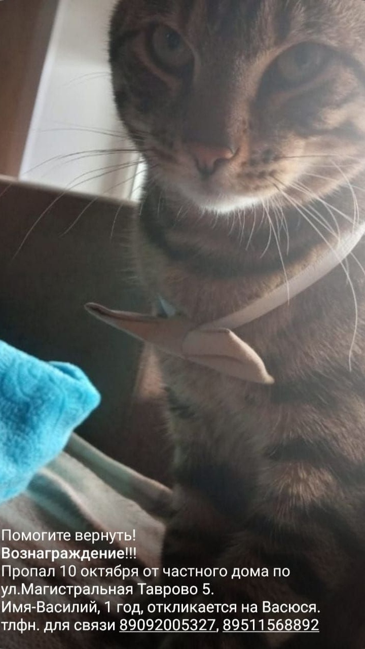 Пропала кошка в Белгороде — фото объявления