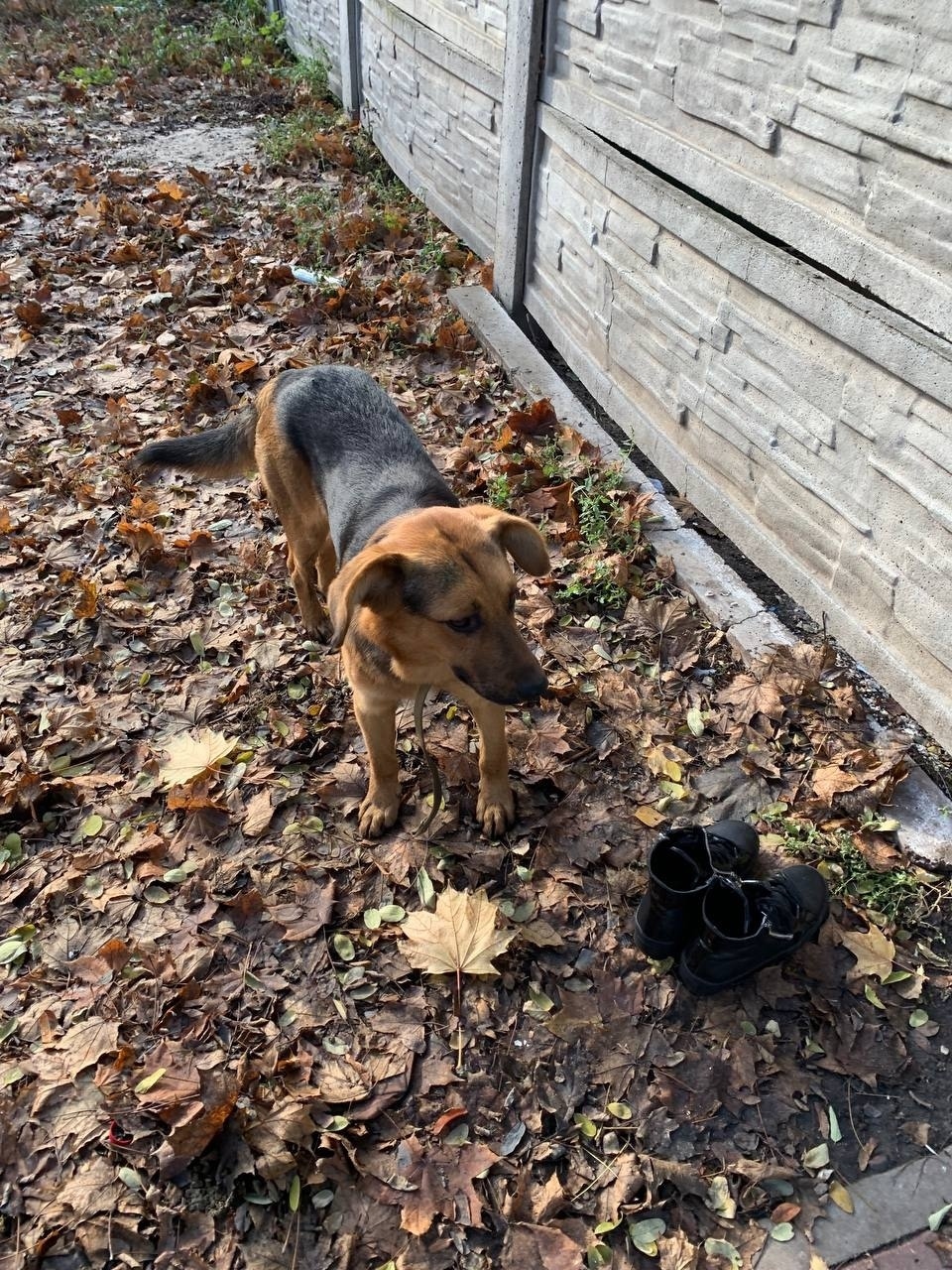 Найдена собака в Белгороде — фото объявления