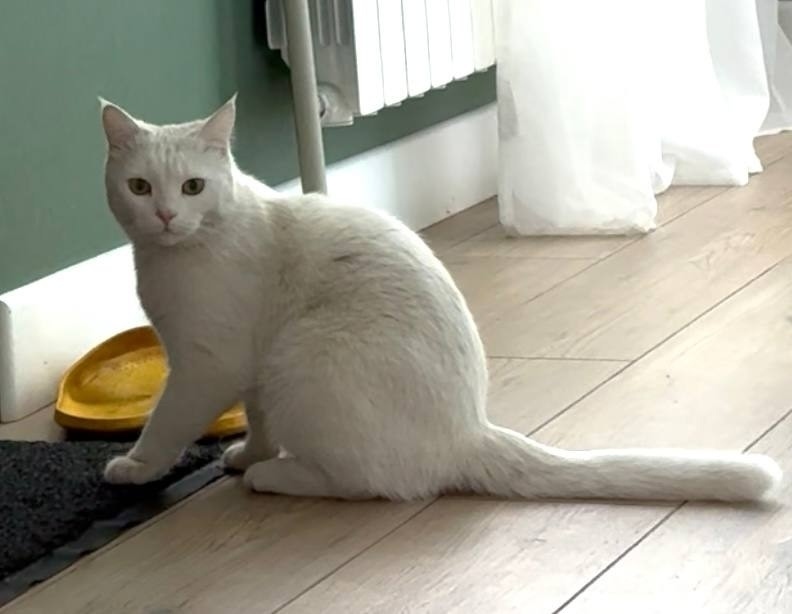 Пропала кошка в Белгороде — фото объявления