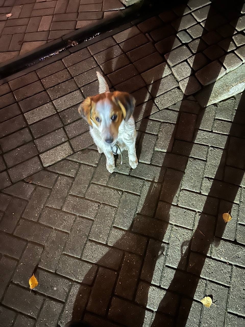 Пропала собака в Белгороде — фото объявления