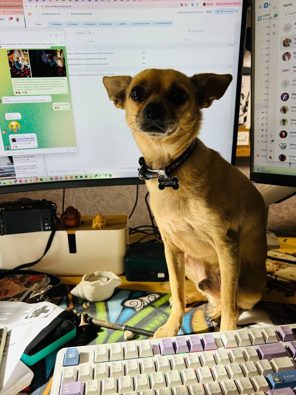 Пропала собака в Белгороде — фото объявления