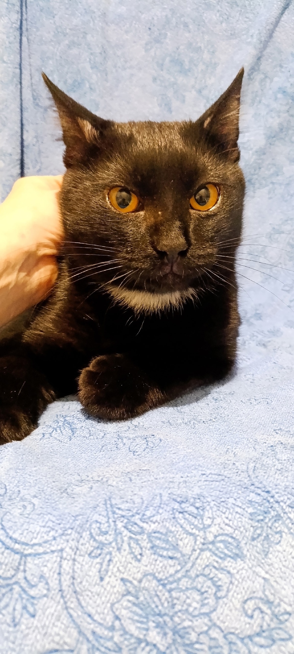 Найдена собака в Белгороде — фото объявления