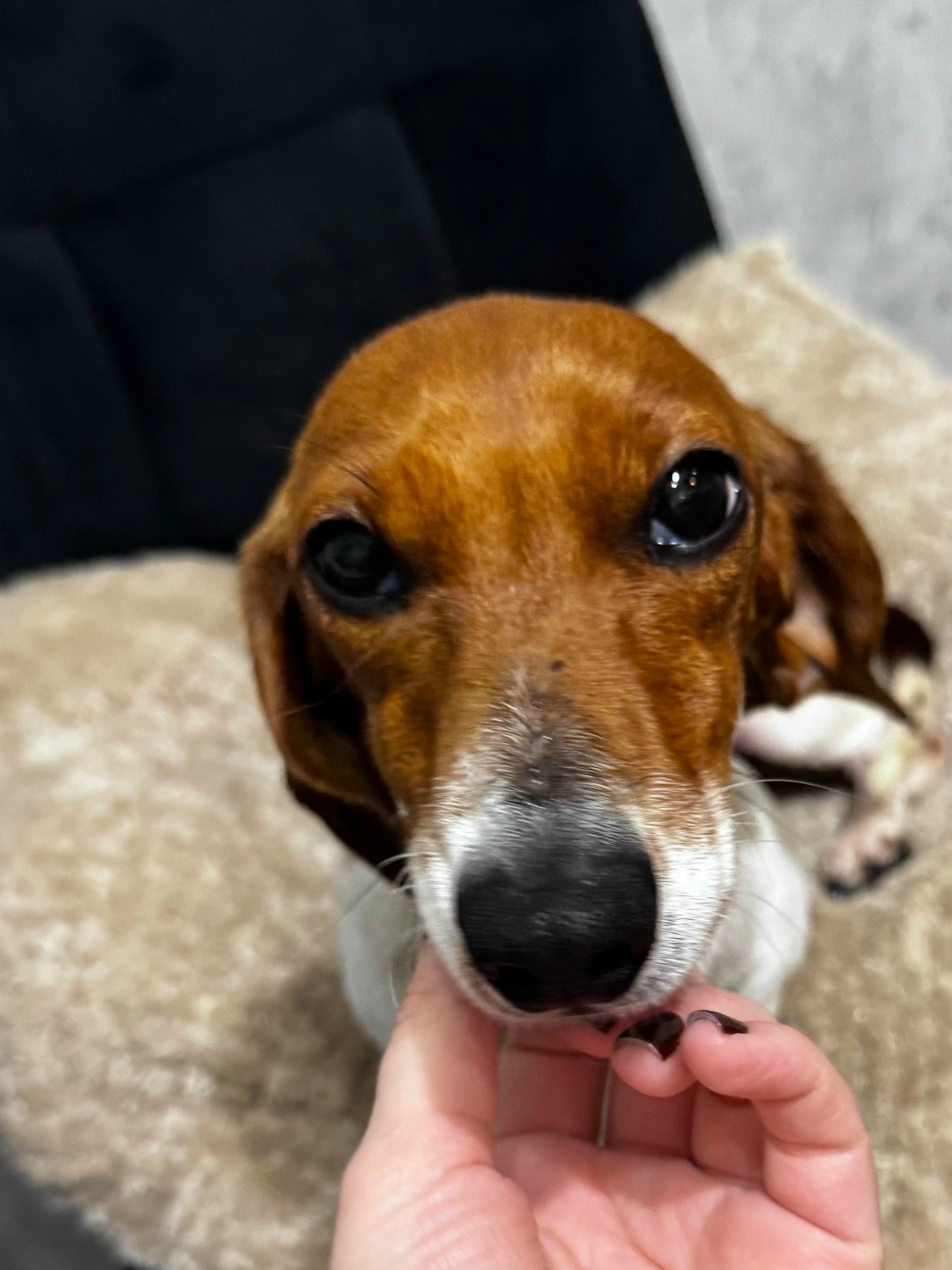 Пропала собака в Белгороде — фото объявления