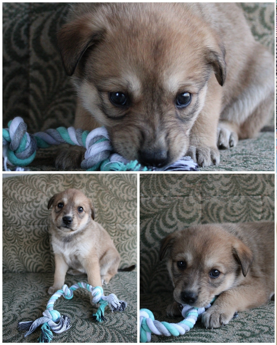 Найдена собака в Белгороде — фото объявления