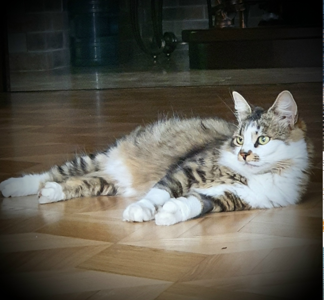 Пропала собака в Белгороде — фото объявления