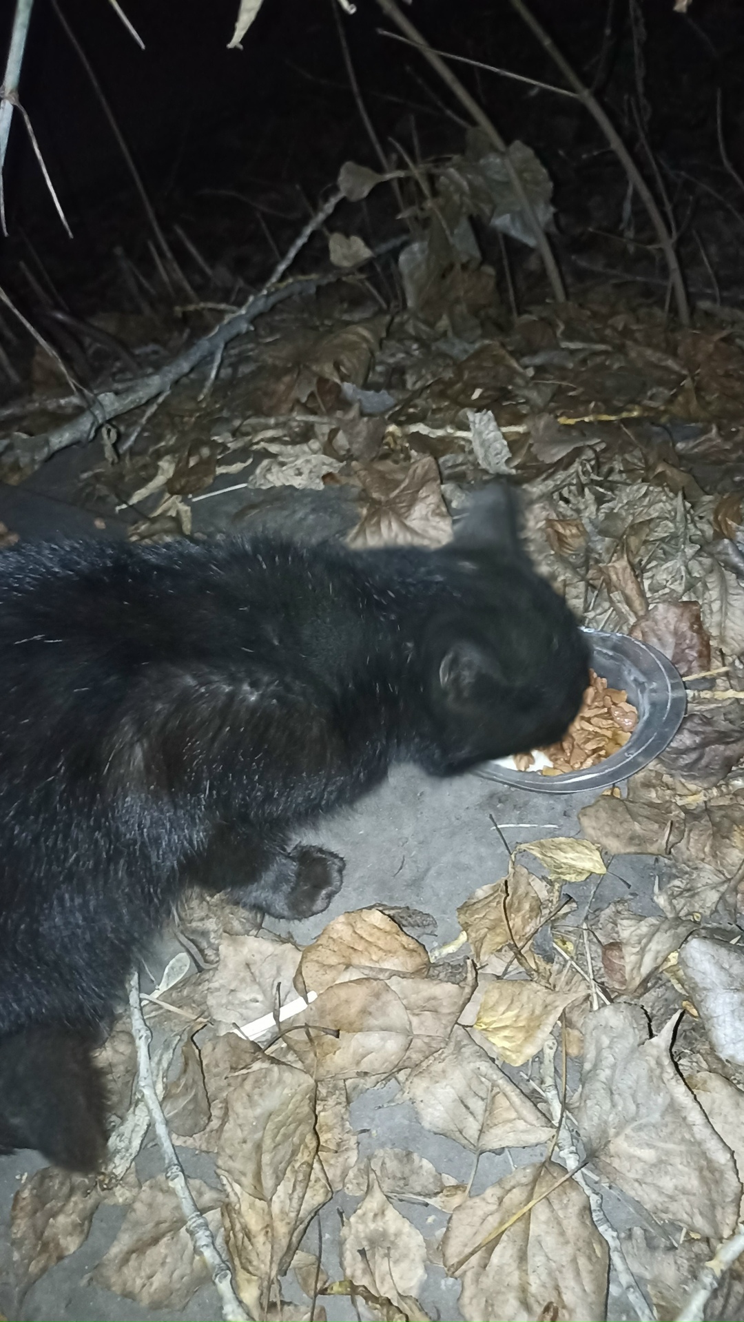 Пропала кошка в Пензе — фото объявления