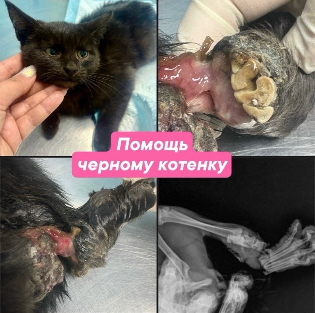 Найдена собака в Пензе — фото объявления