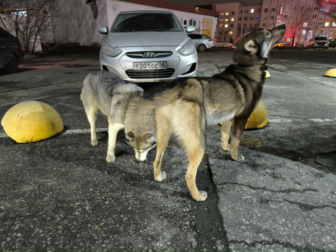 Найдена собака в Пензе — фото объявления