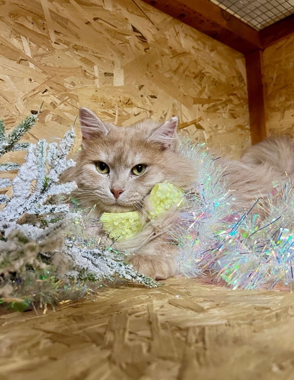 Найдена кошка в Пензе — фото объявления