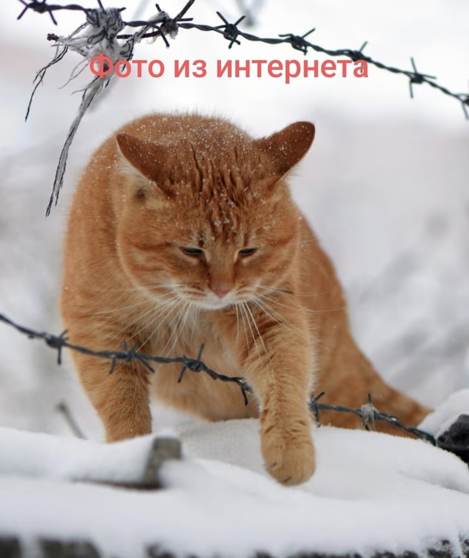 Пропала кошка в Пензе — фото объявления