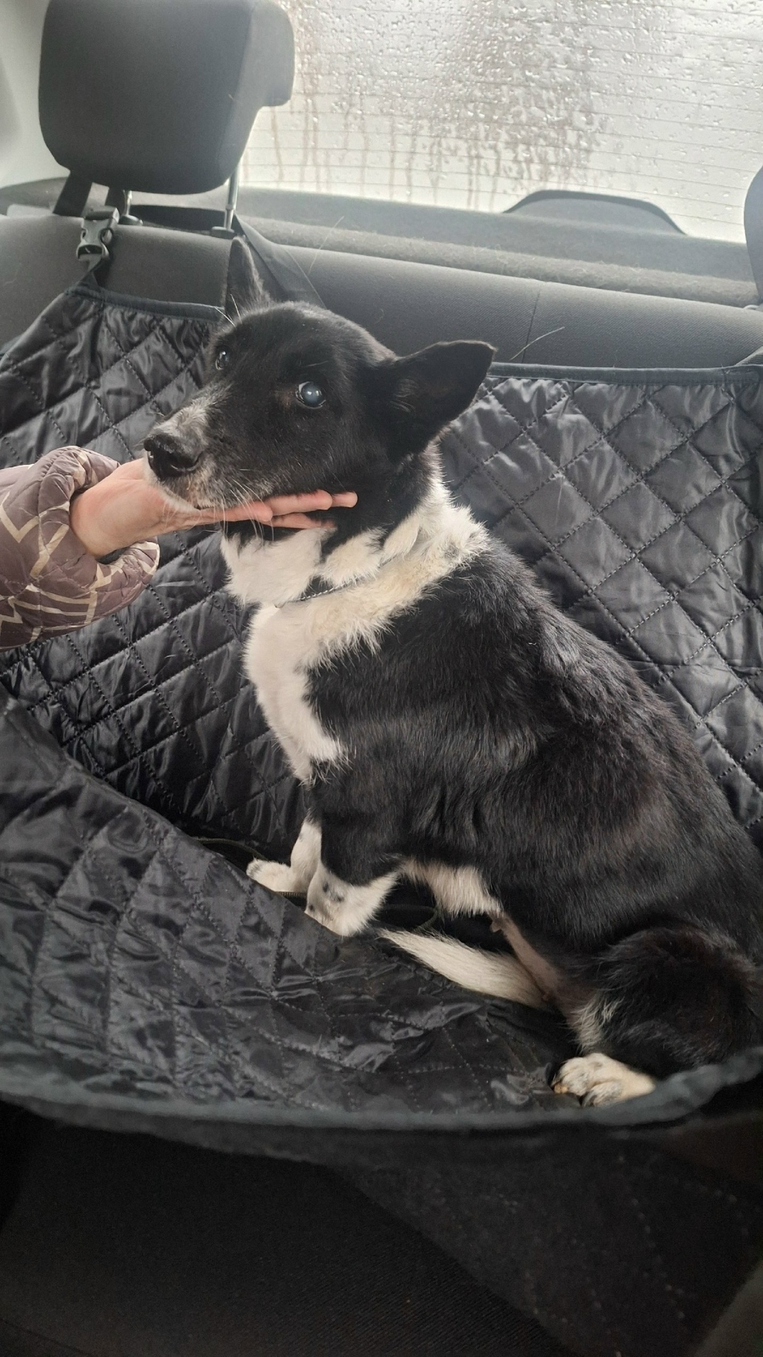 Найдена собака в Пензе — фото объявления