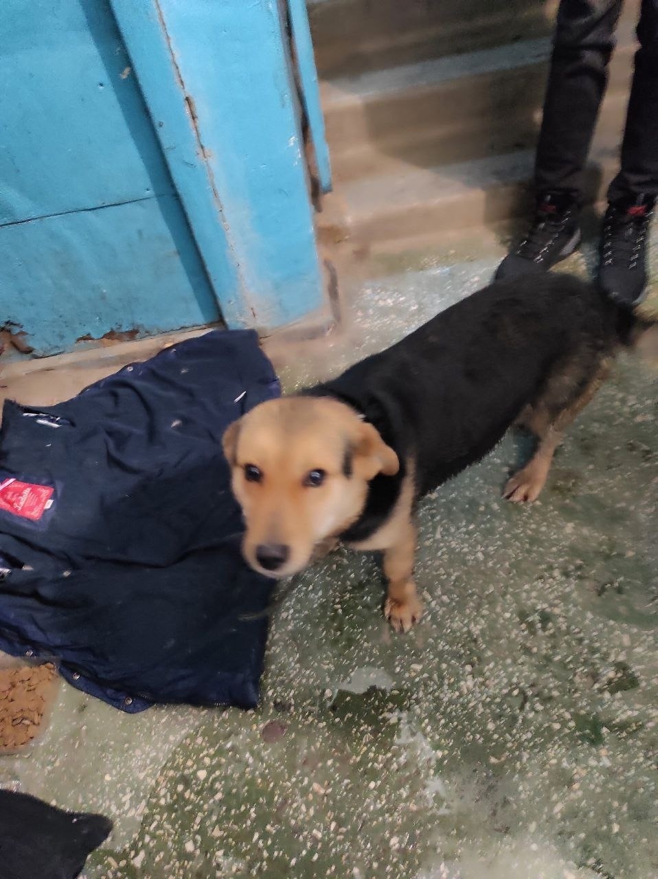 Пропала собака в Пензе — фото объявления