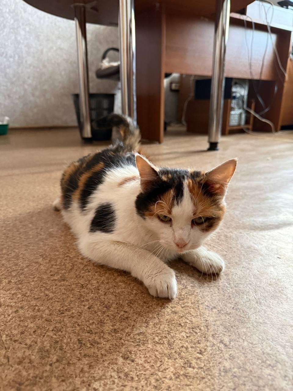 Найдена кошка в Пензе — фото объявления