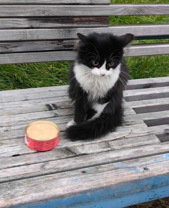 Пропала кошка в Пензе — фото объявления