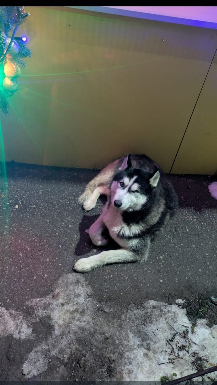 Пропала собака в Пензе — фото объявления