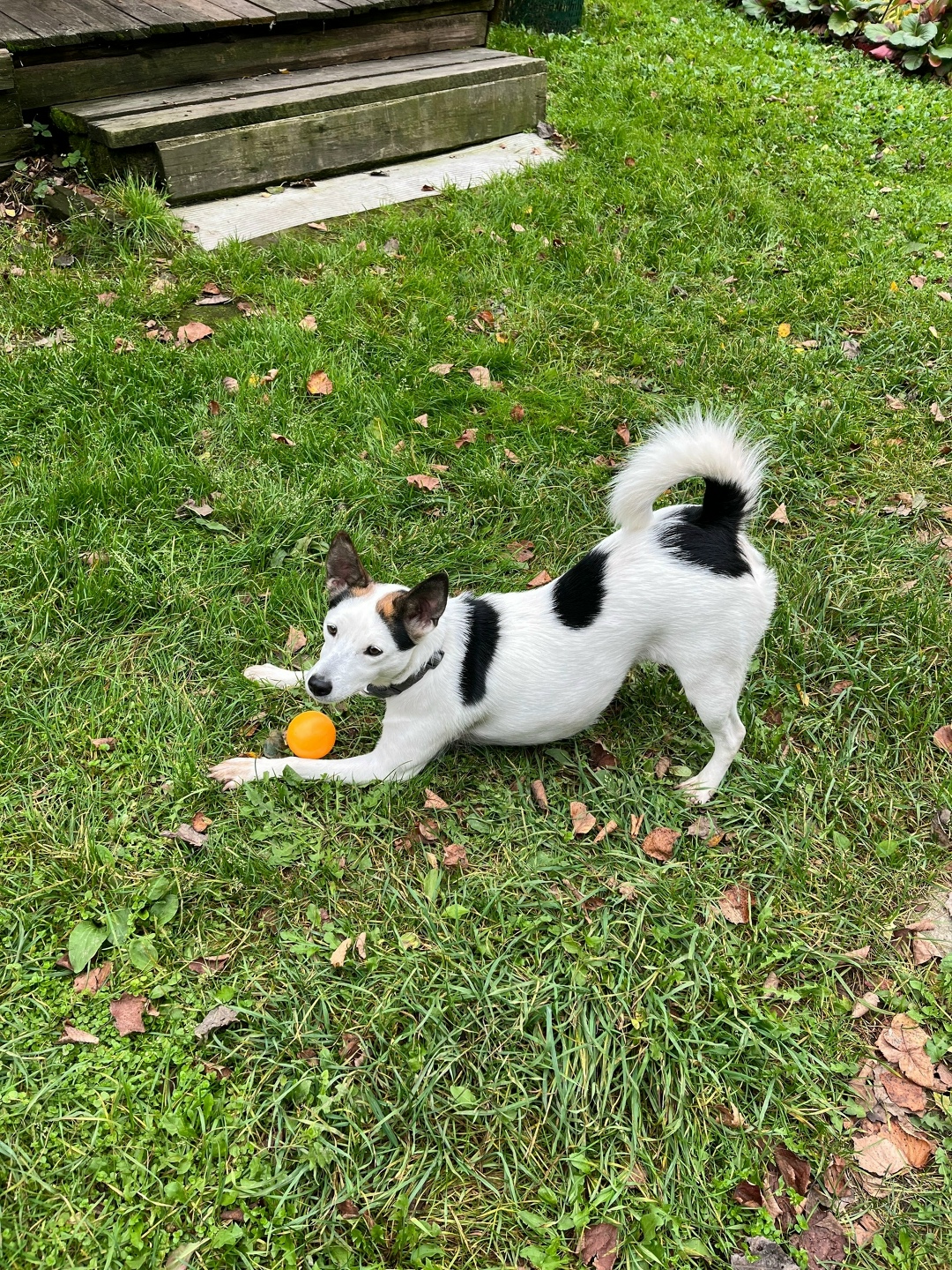 Пропала собака в Пензе — фото объявления