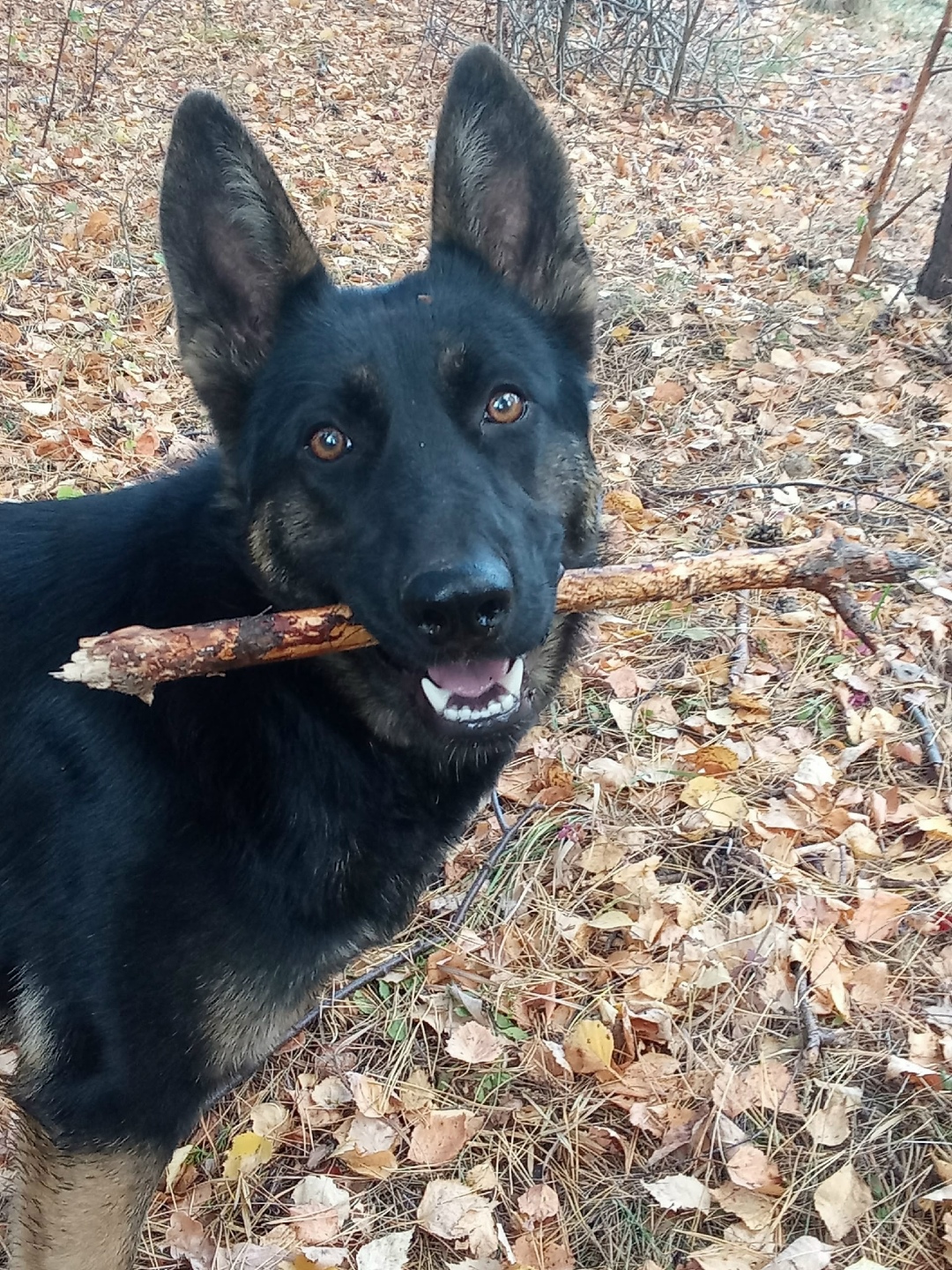 Пропала собака в Пензе — фото объявления