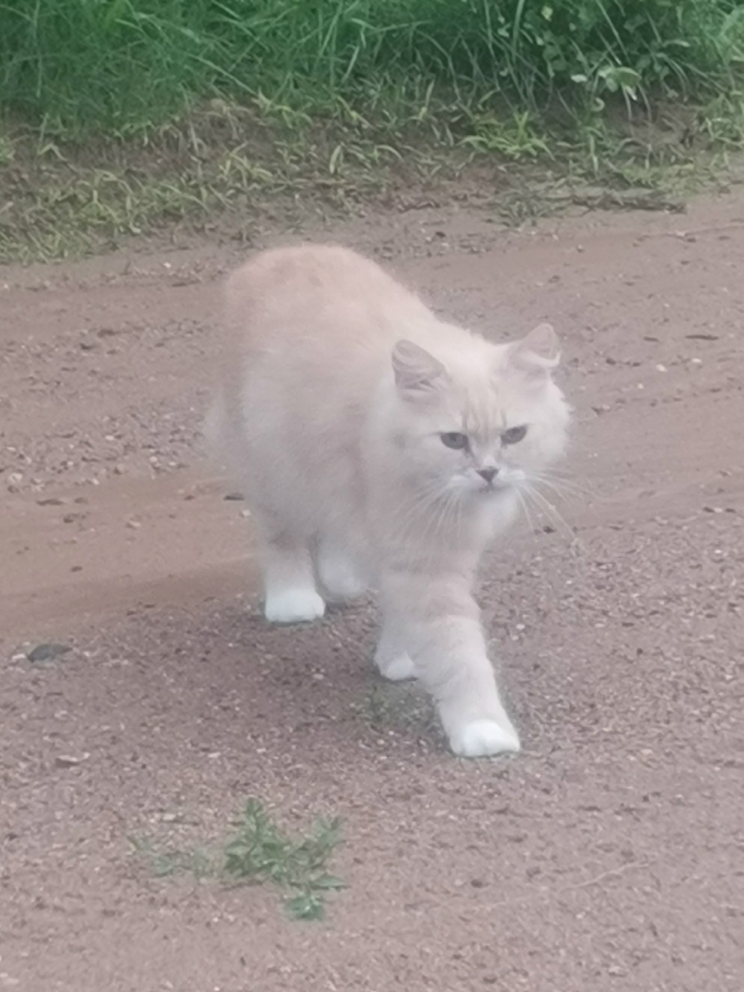 Пропала кошка в Пензе — фото объявления