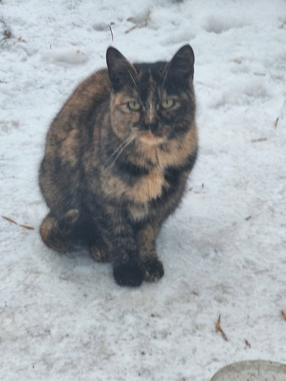 Пропала собака в Пензе — фото объявления