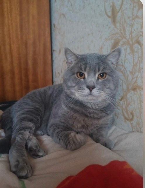 Пропала кошка в Пензе — фото объявления