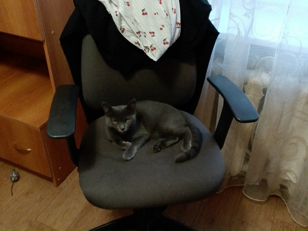 Пропала кошка в Пензе — фото объявления