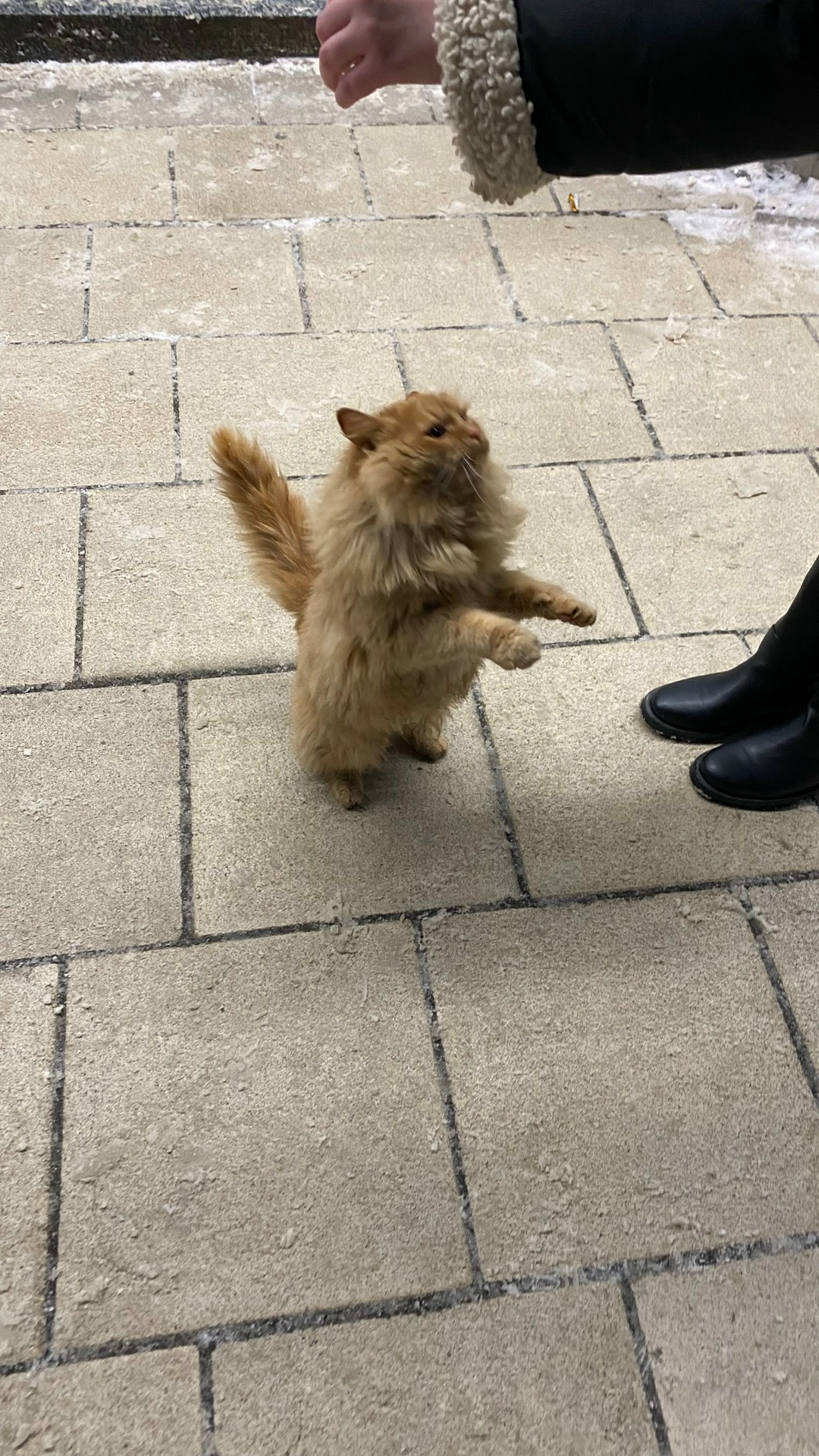 Пропала кошка в Пензе — фото объявления