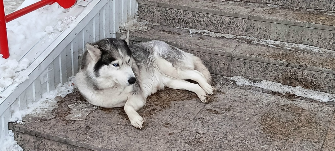 Найдена собака в Пензе — фото объявления