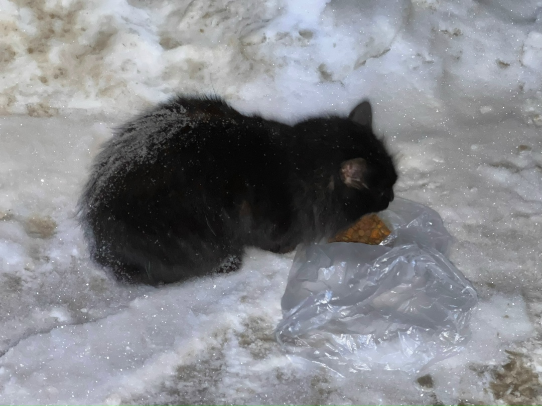 Пропала кошка в Пензе — фото объявления