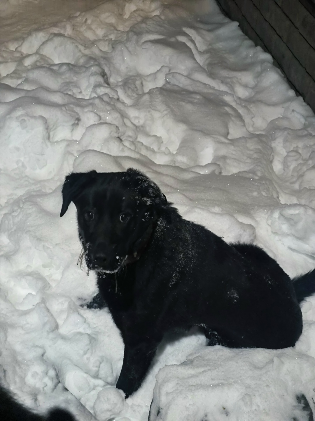 Пропала собака в Пензе — фото объявления