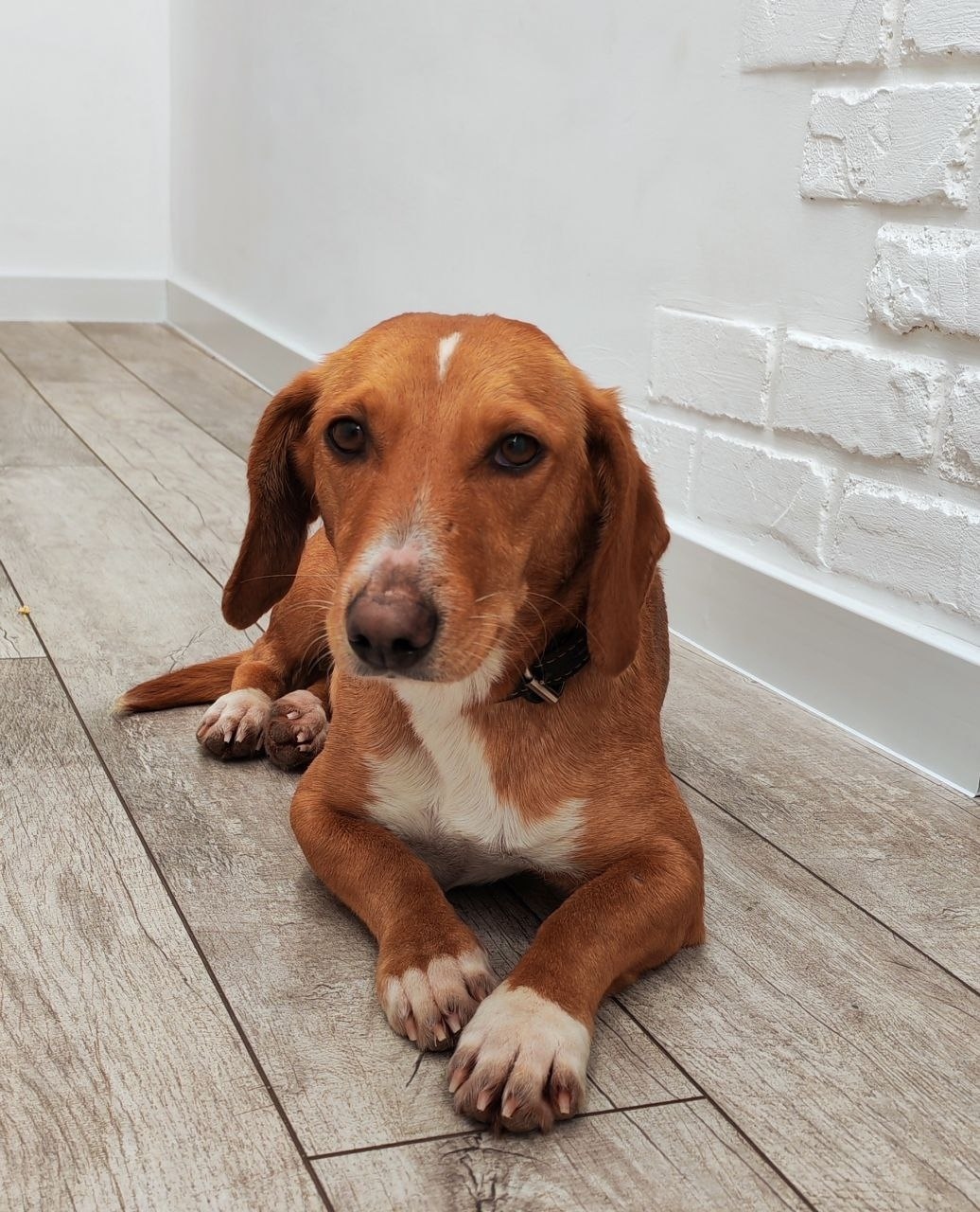 Найдена собака в Пензе — фото объявления