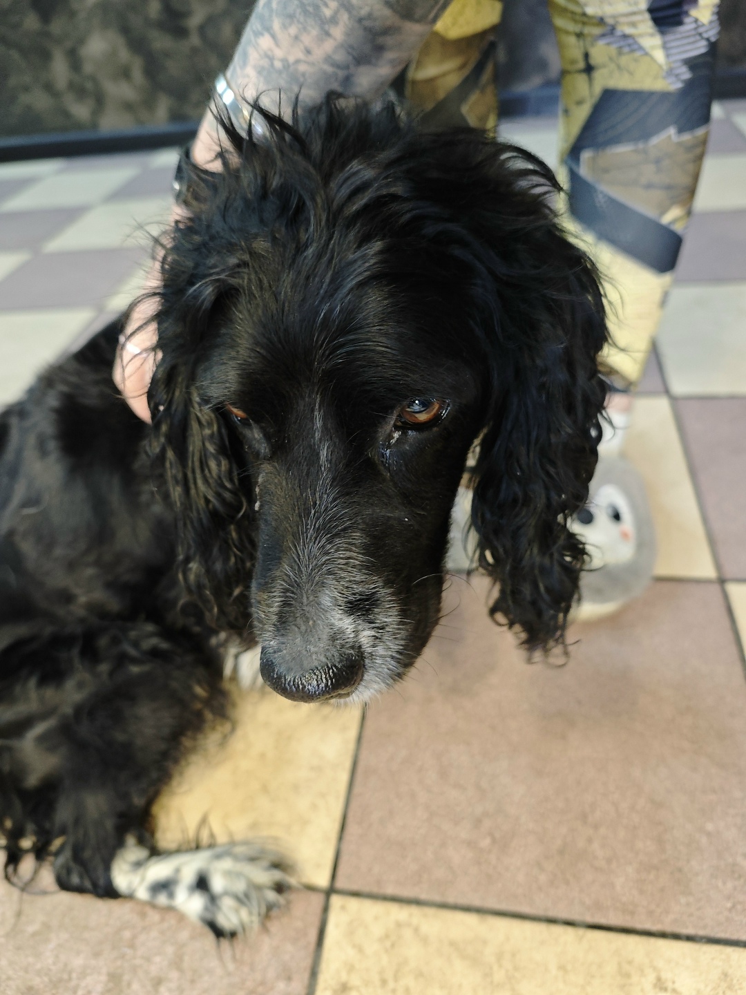 Найдена собака в Пензе — фото объявления