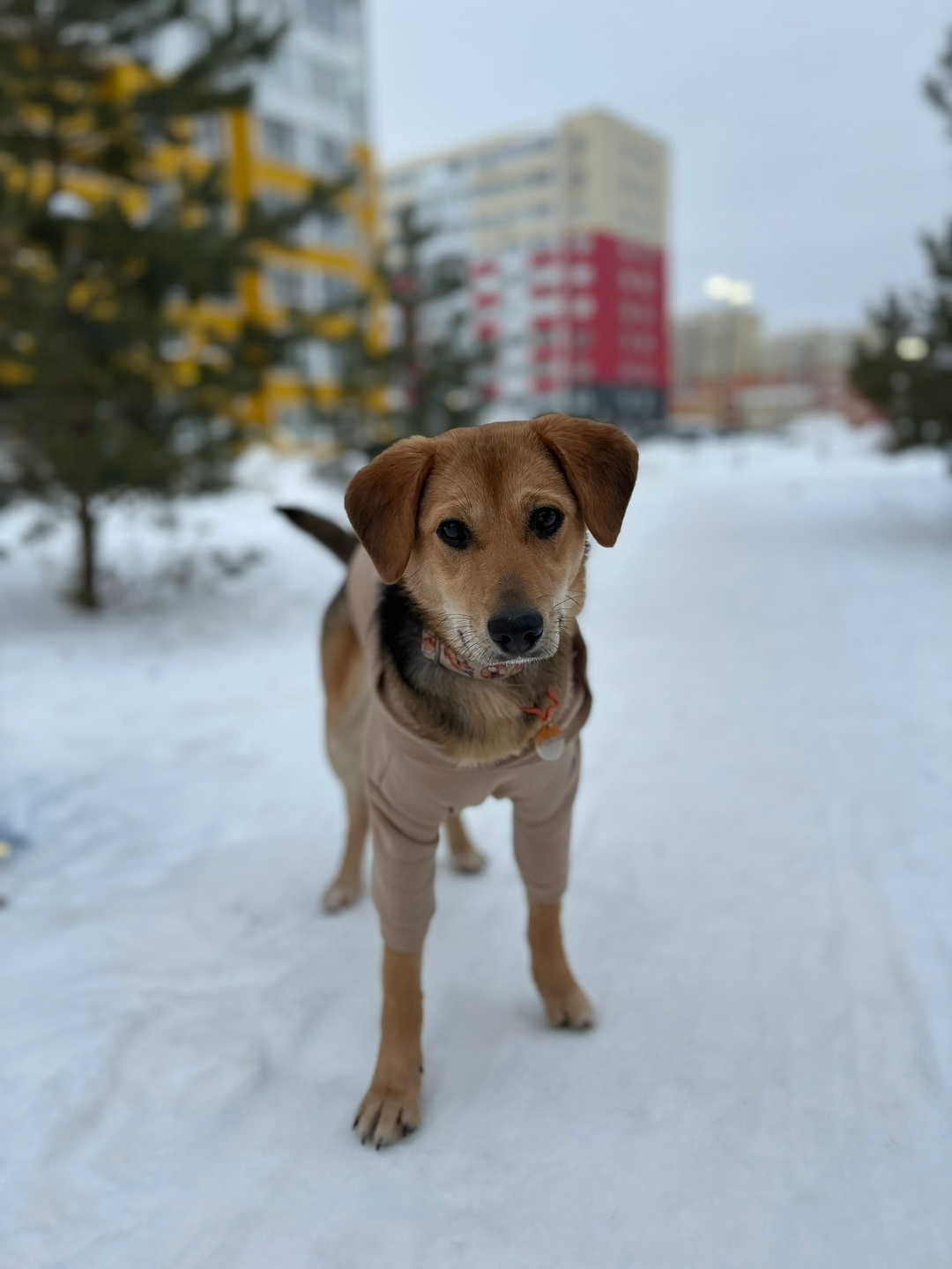 Найдена собака в Пензе — фото объявления