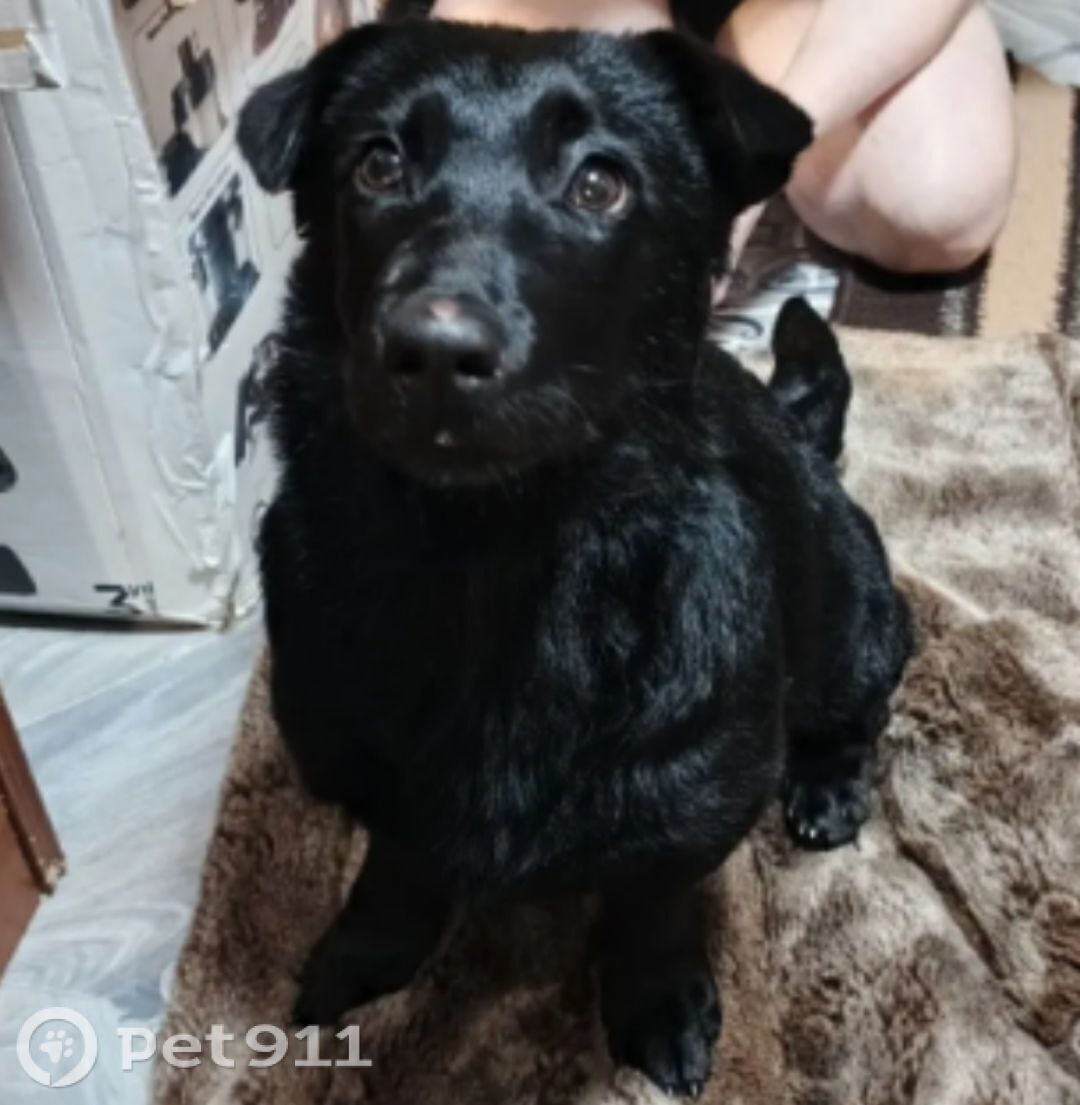 Найдена собака в Пензе — фото объявления