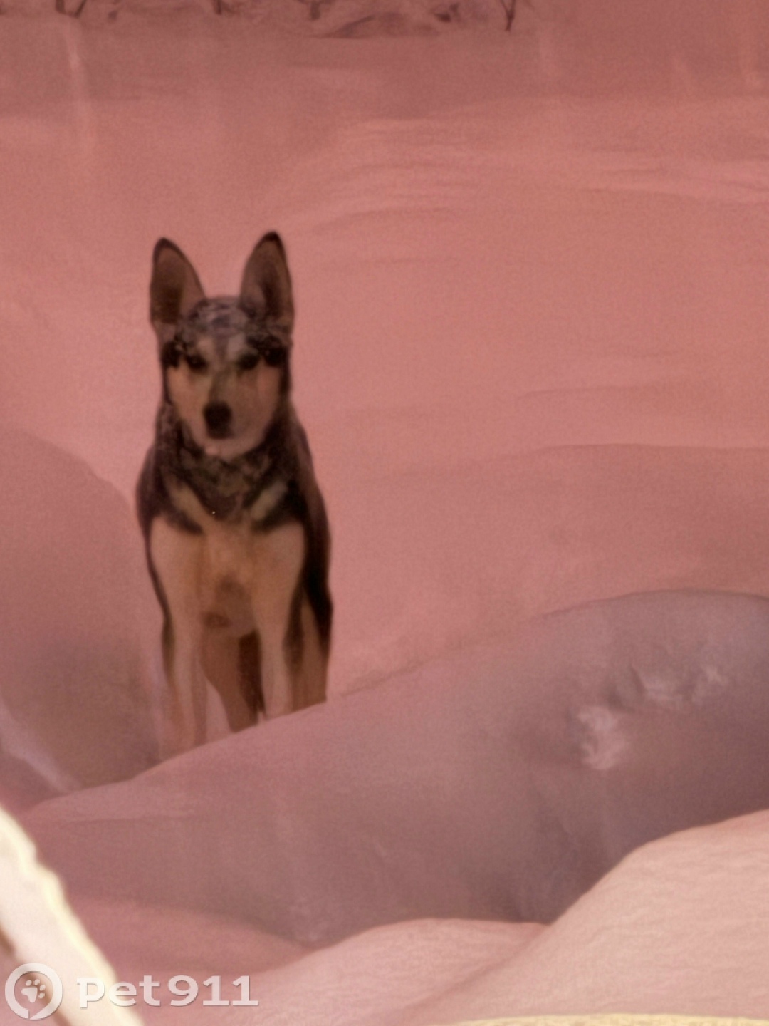 Найдена собака в Пензе — фото объявления