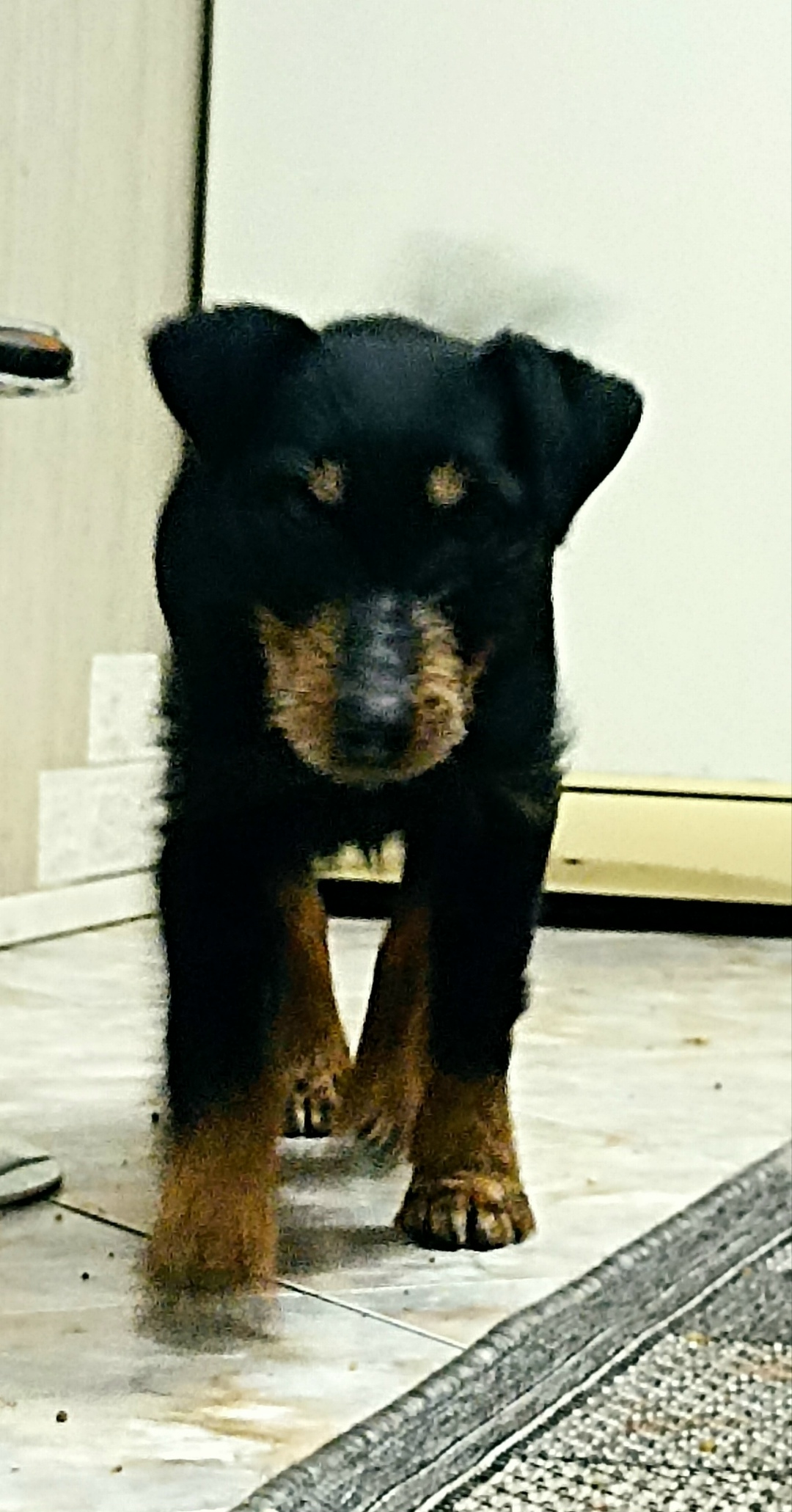 Найдена собака в Пензе — фото объявления