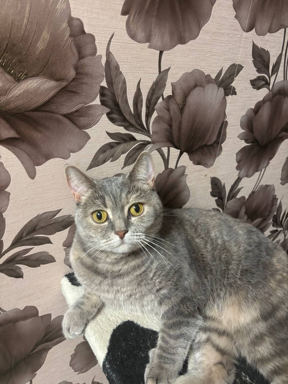 Пропала кошка в Пензе — фото объявления