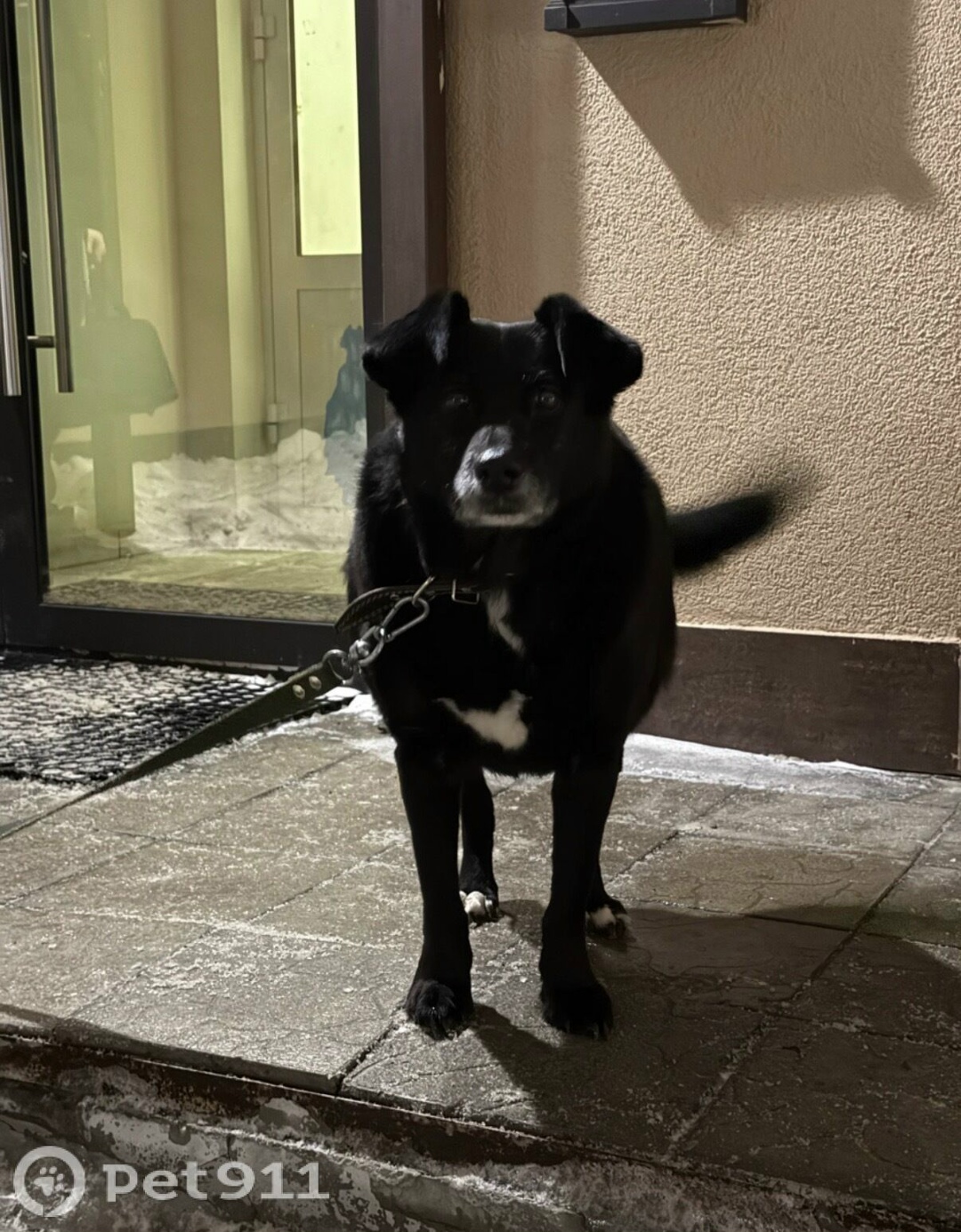 Найдена собака в Пензе — фото объявления