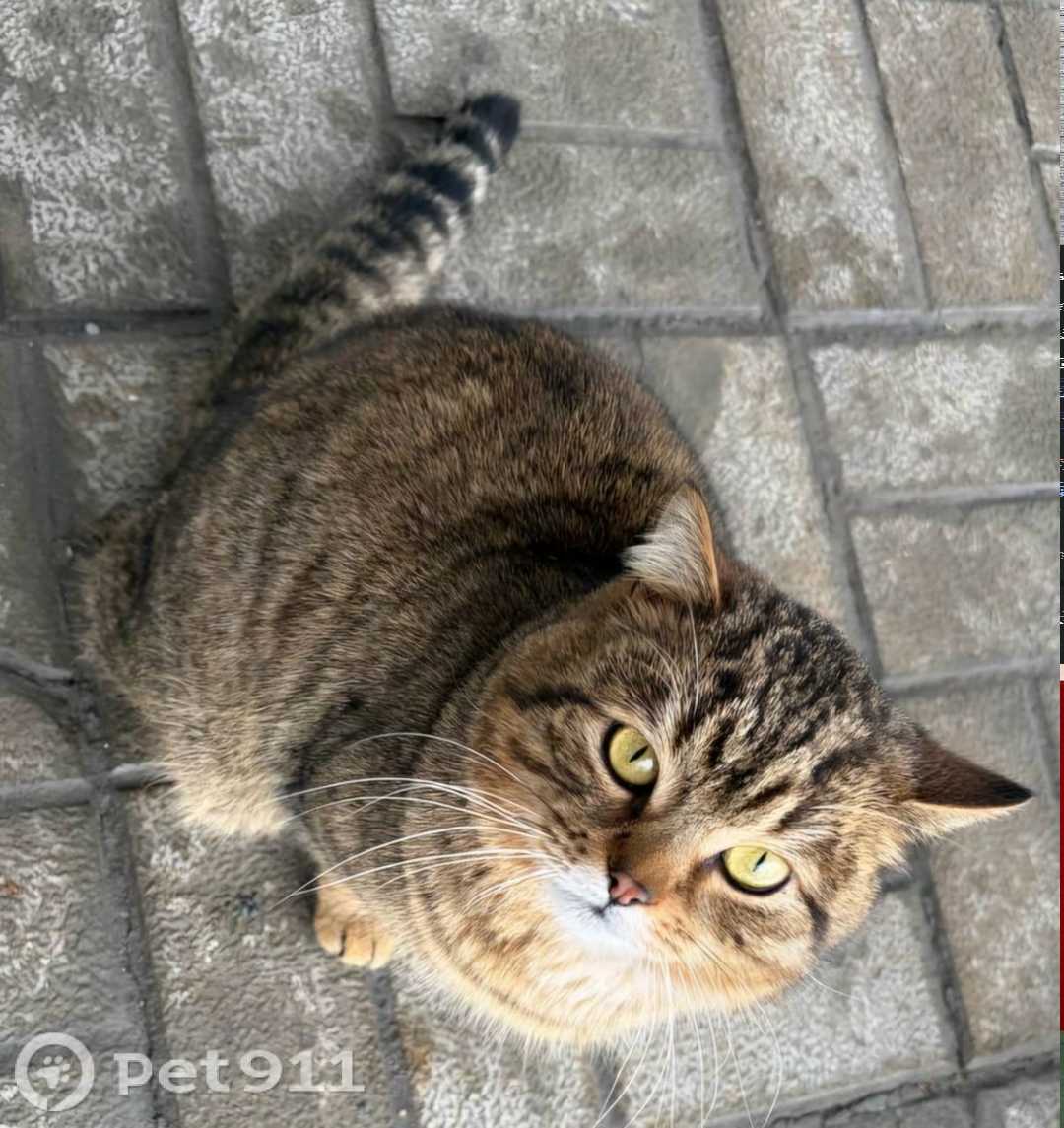 Найдена кошка в Пензе — фото объявления
