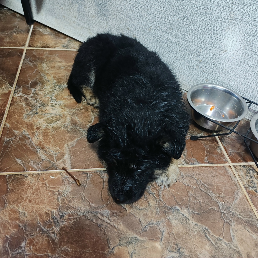 Пропала собака в Пензе — фото объявления