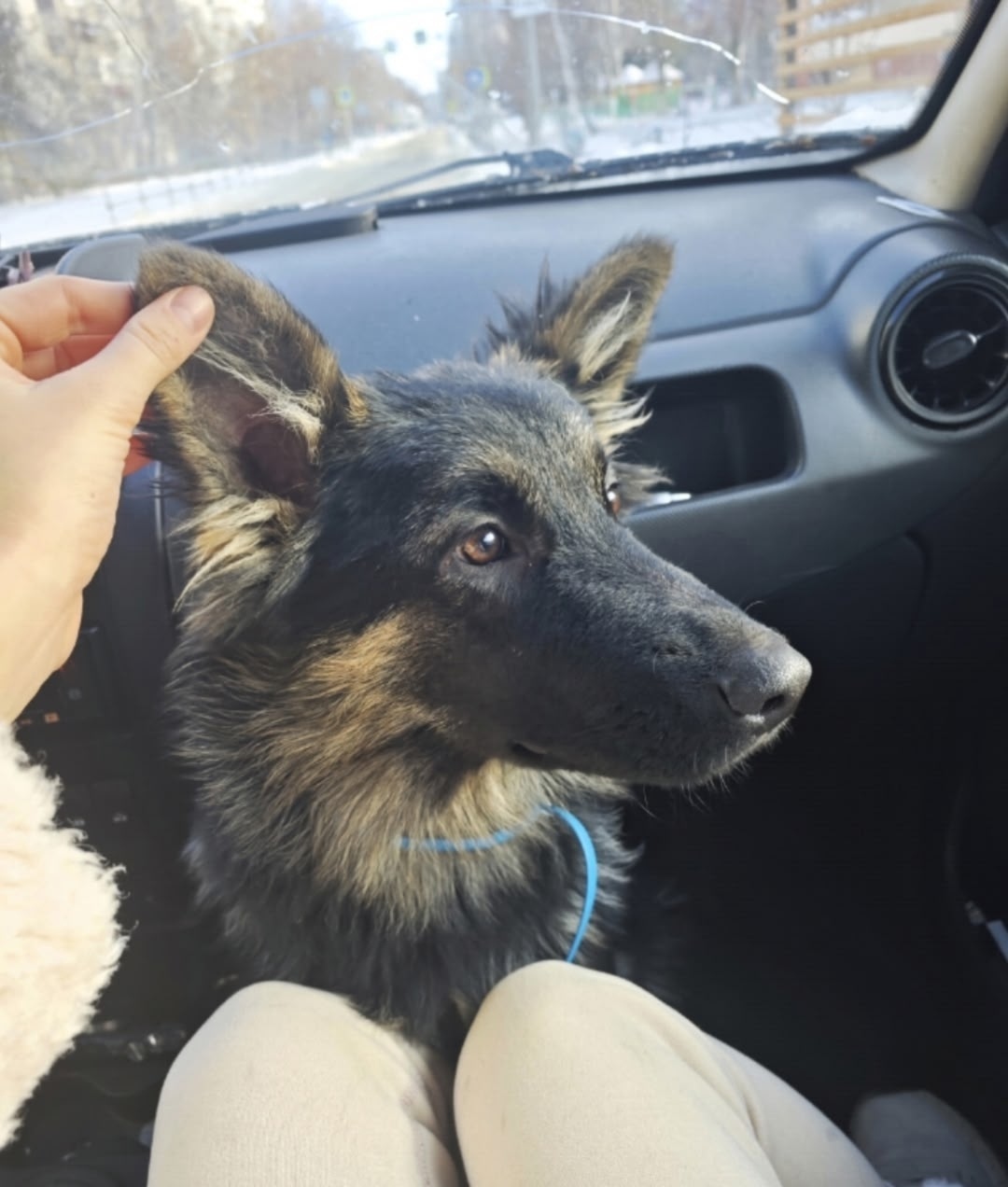 Пропала собака в Пензе — фото объявления