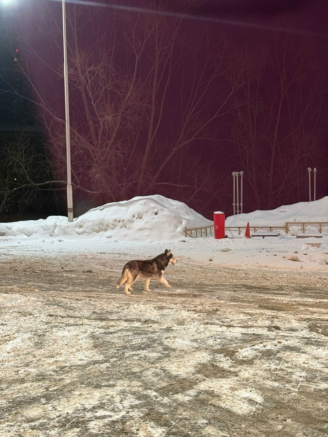 Пропала собака в Пензе — фото объявления