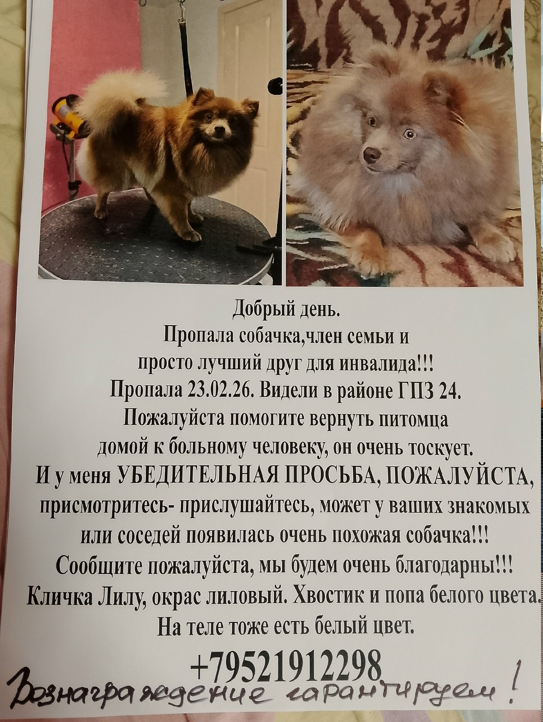 Найдена собака в Пензе — фото объявления